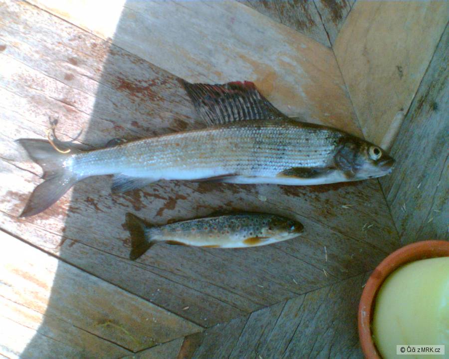 lipan37cm