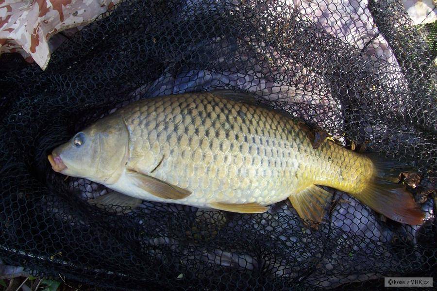 kapr 39 cm
