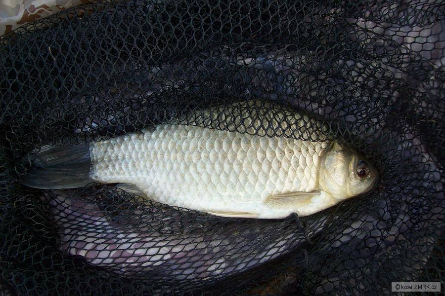 karas
