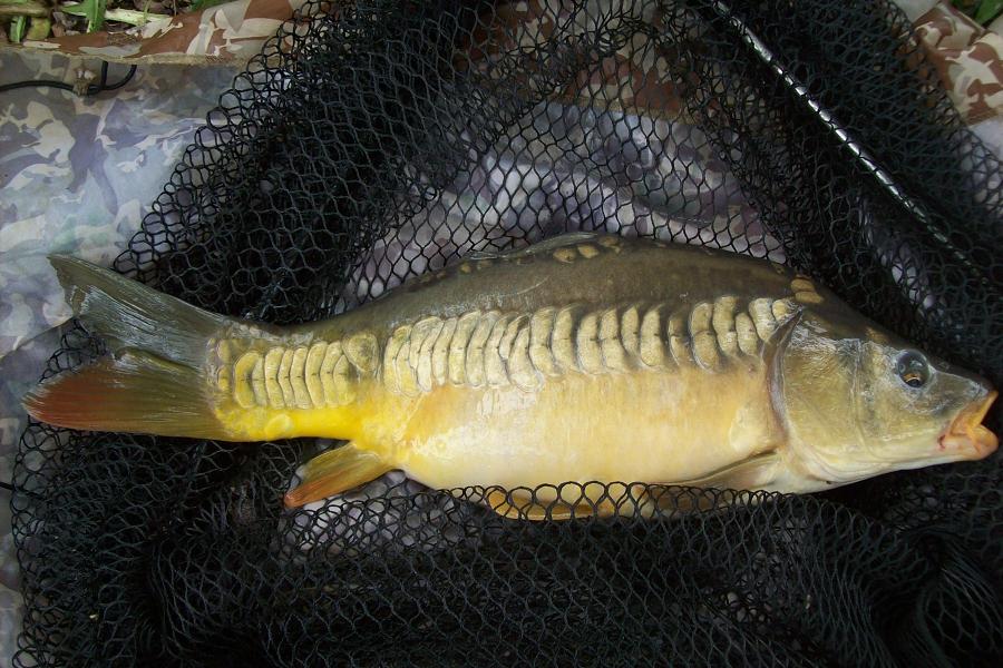 jiný pěkný řádkáč