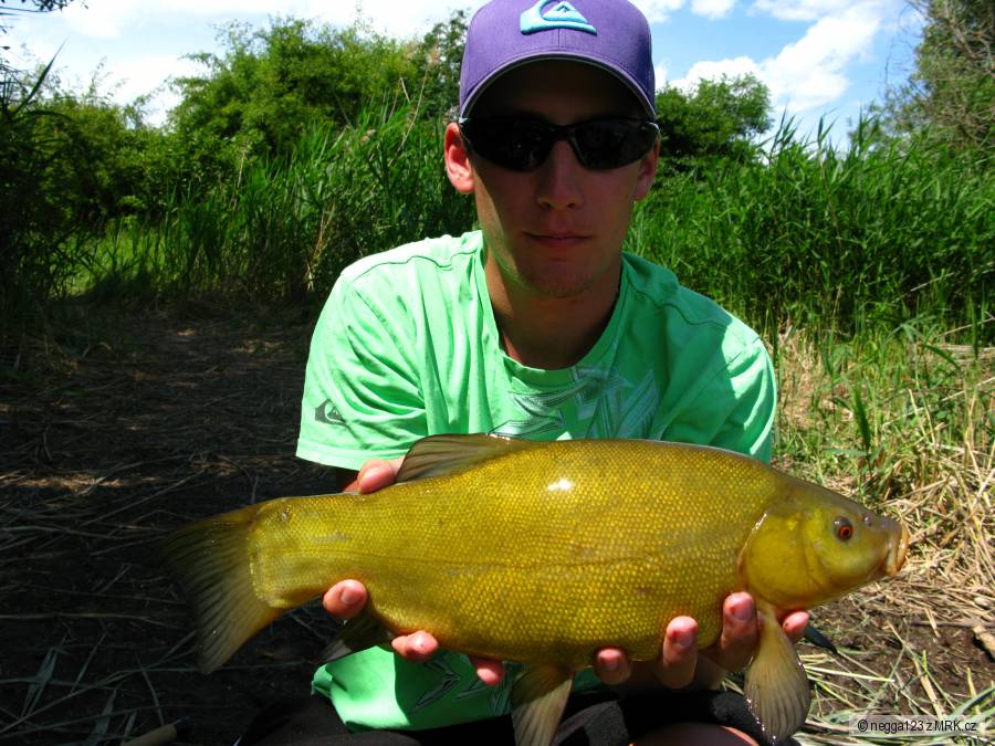 Línek 42cm