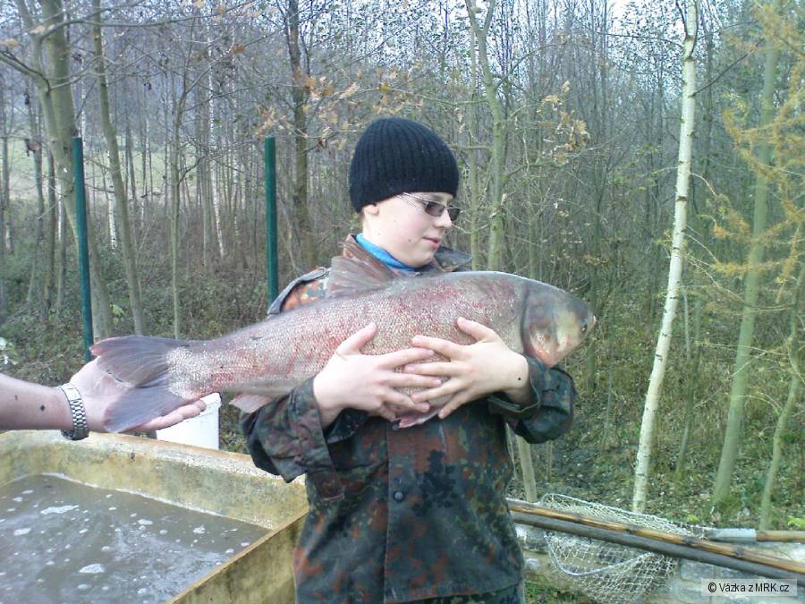 Výlov