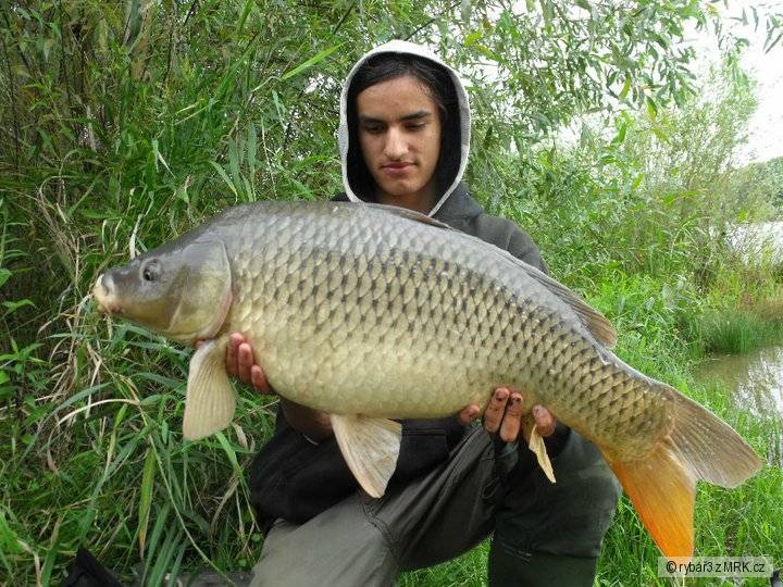 10 kg