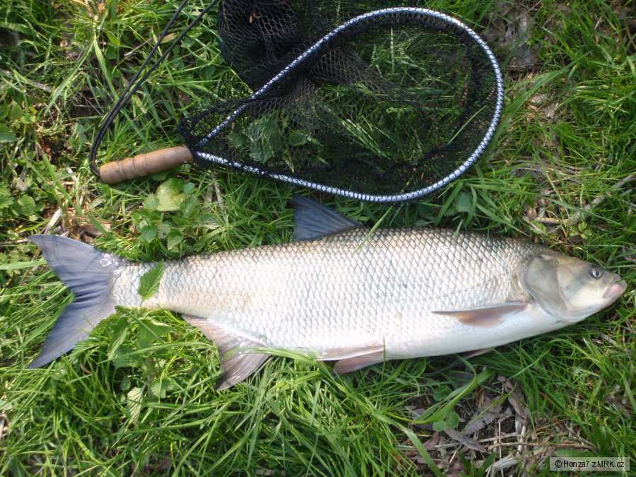 Bolen 75 cm
