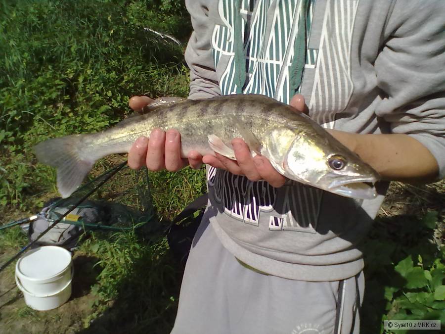Candátek 48 cm