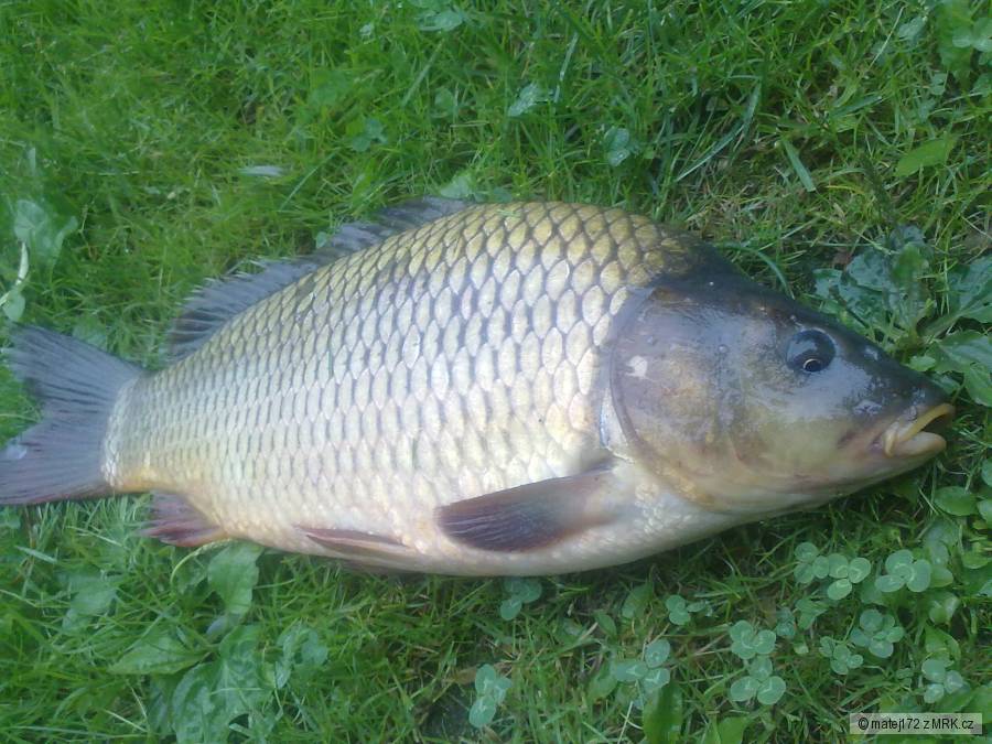 Kapor 50cm/3kg