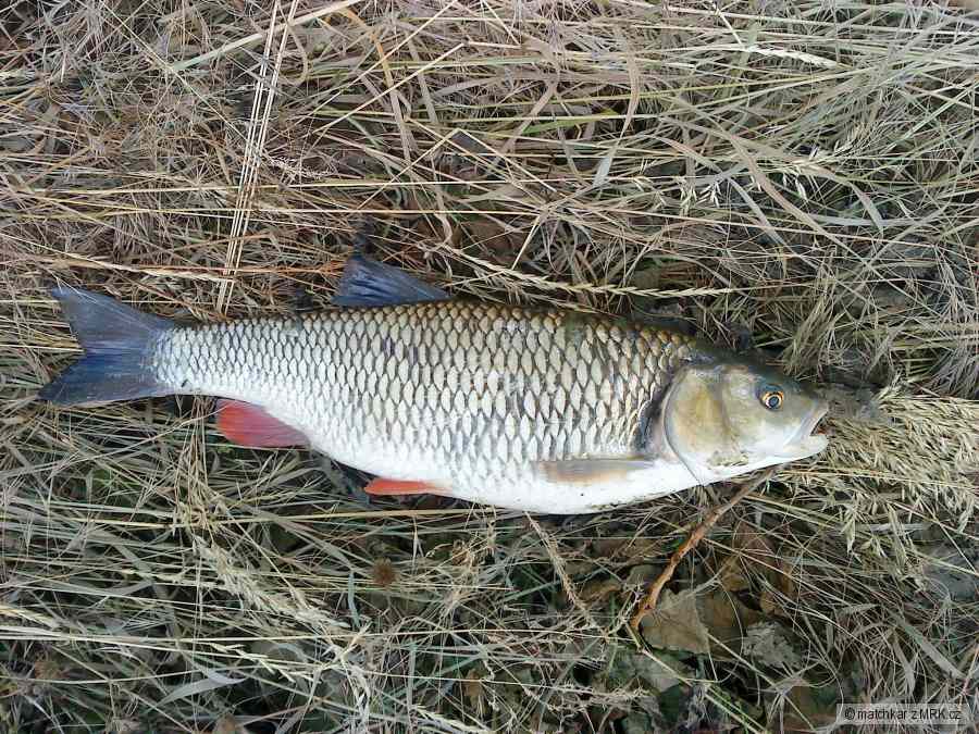 Jalec hlavatý