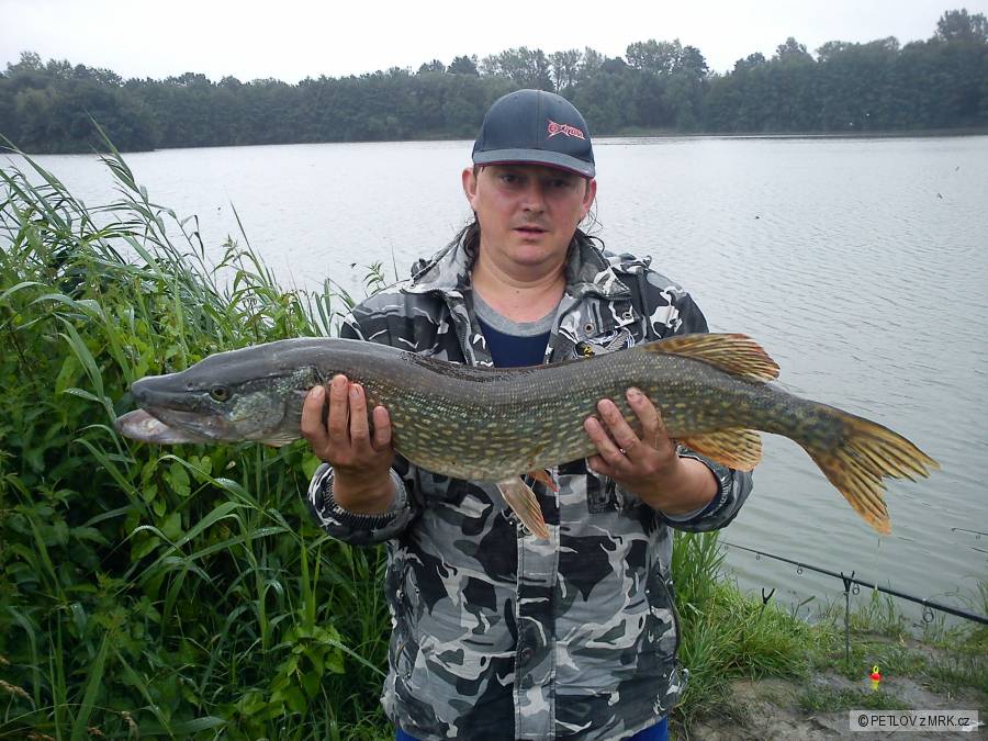 ŠTIKA 98cm,10kg....Lýsky 471207