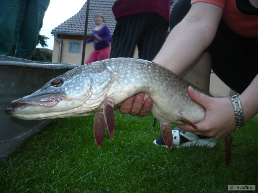 ŠTIKA