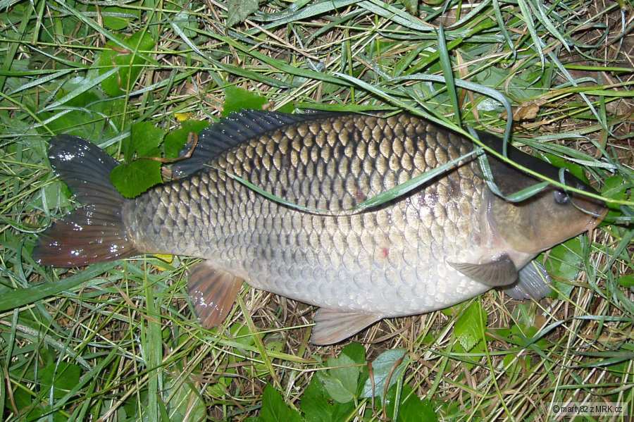 Kapřik z rána