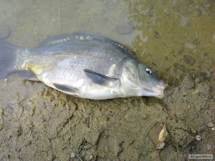Kapřík z kačoku