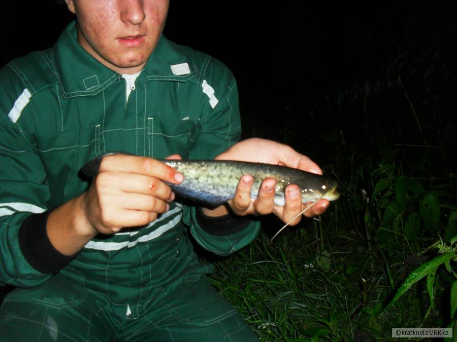 31 cm