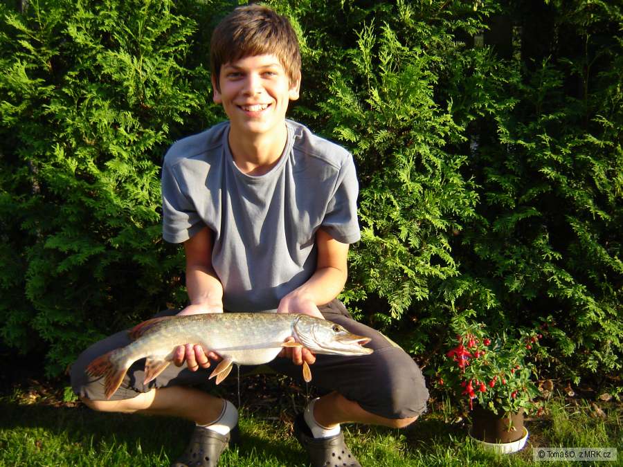 Štika 60 cm
