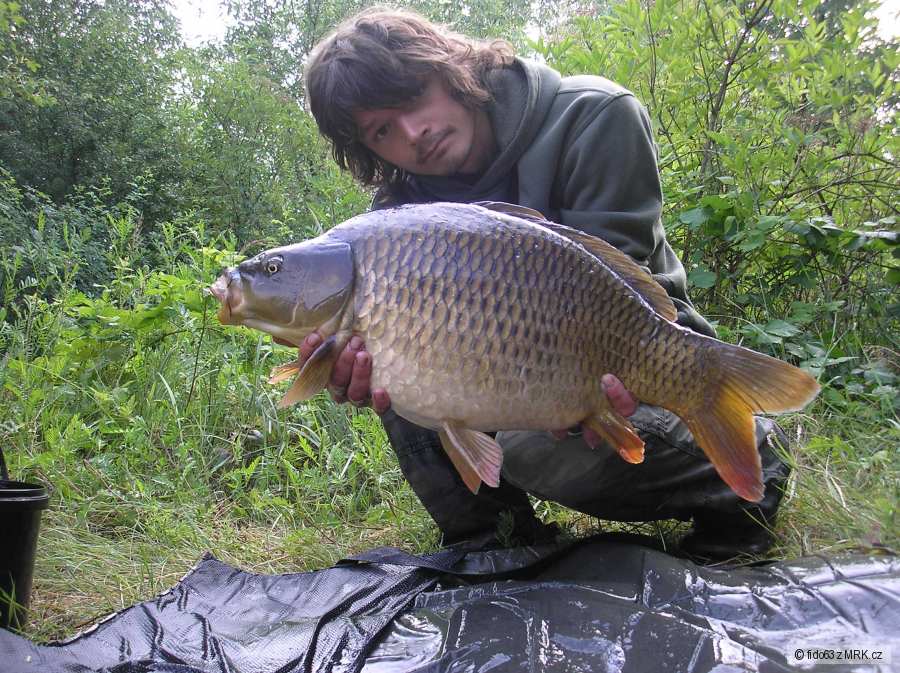 krasavec 69cm 7,2kg