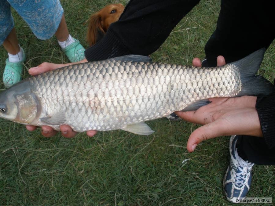 Amur (45cm)