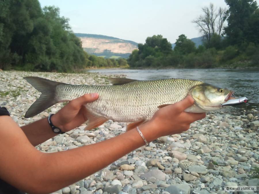 Dnešný boleň 57cm