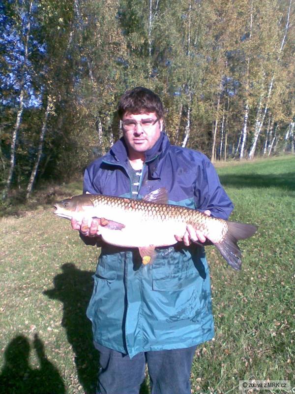 amur b�l� 87 cm