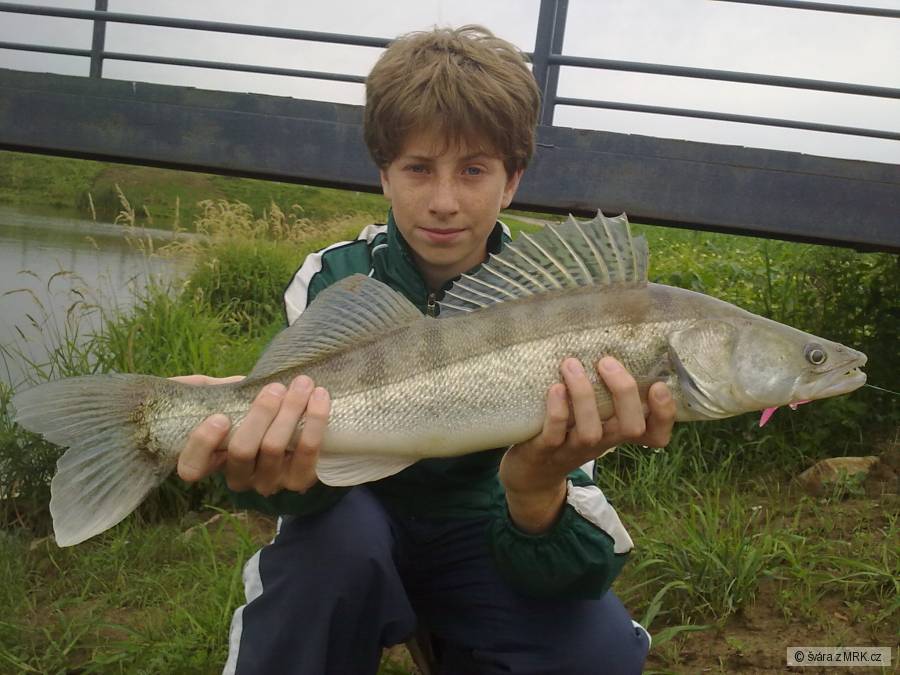 Candát 61cm