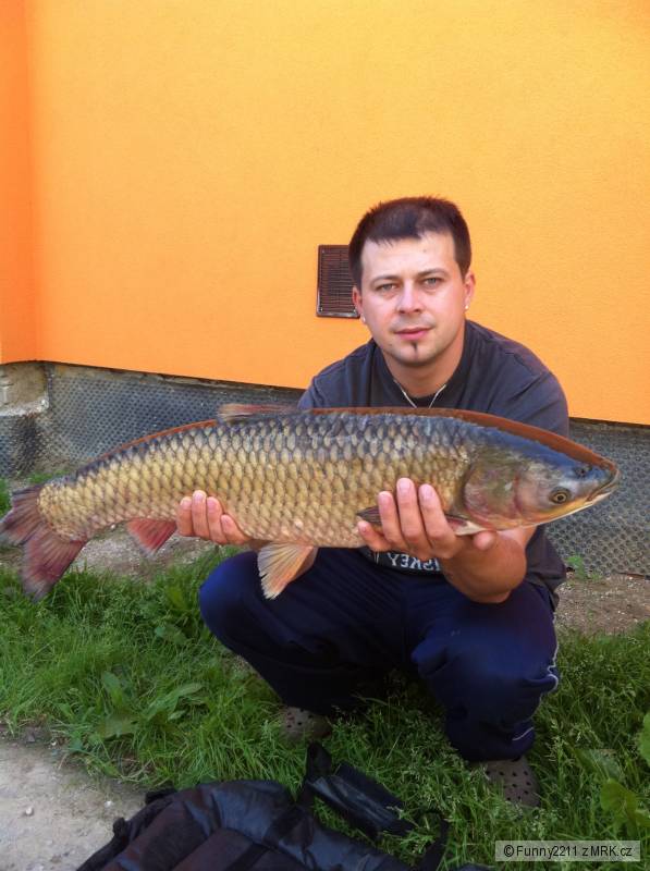 Amur 75cm