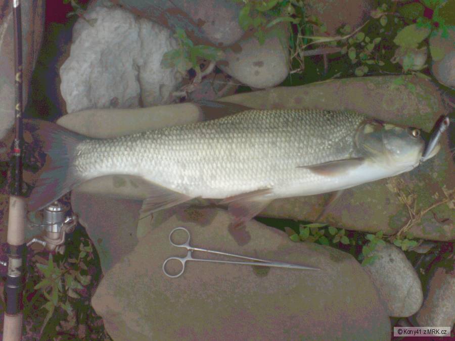 Boleň 60cm
