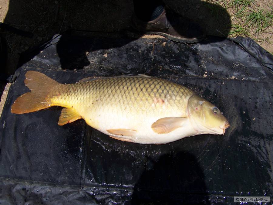 Kapr 73 cm 11,5 kg