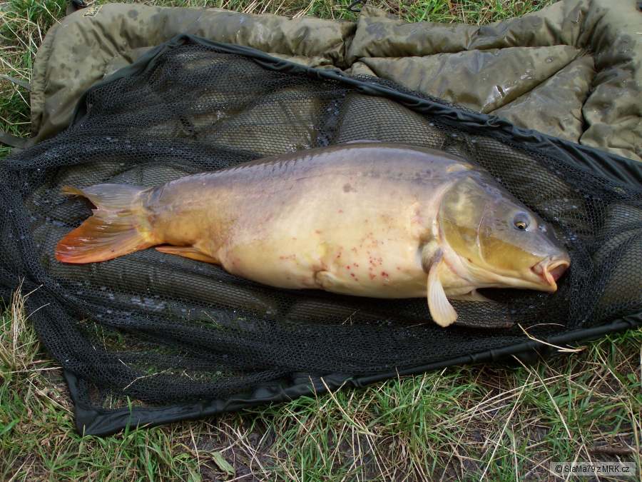 Kapr 76 cm 12,3 kg