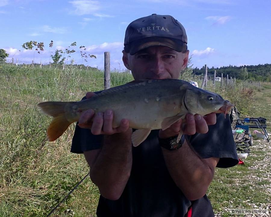 Kapřík 50cm