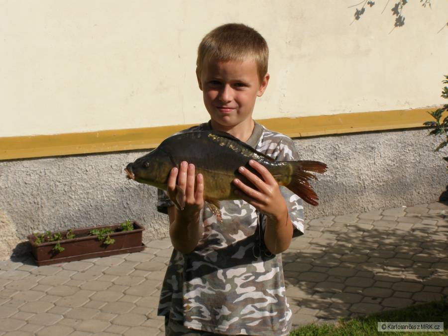 Kapr 42cm