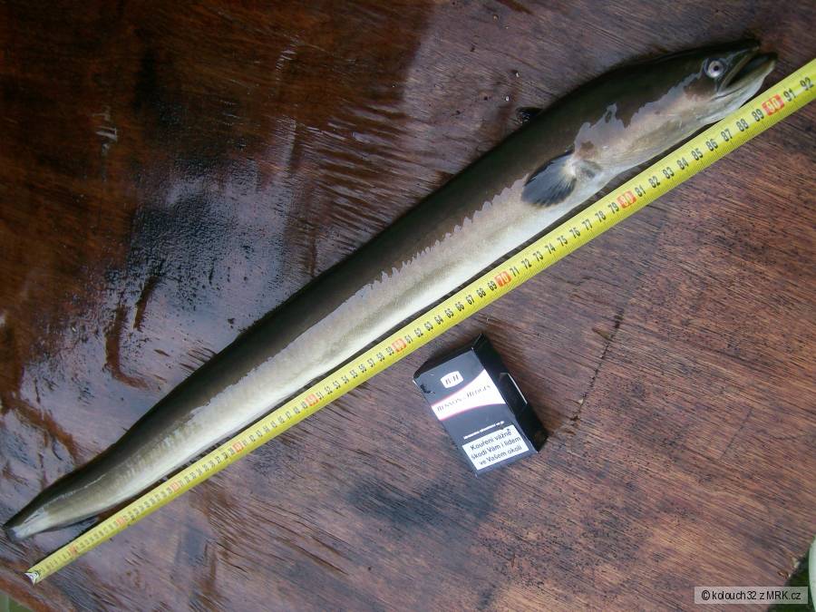 úhoř 92 cm