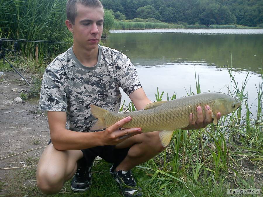 Amur 60cm