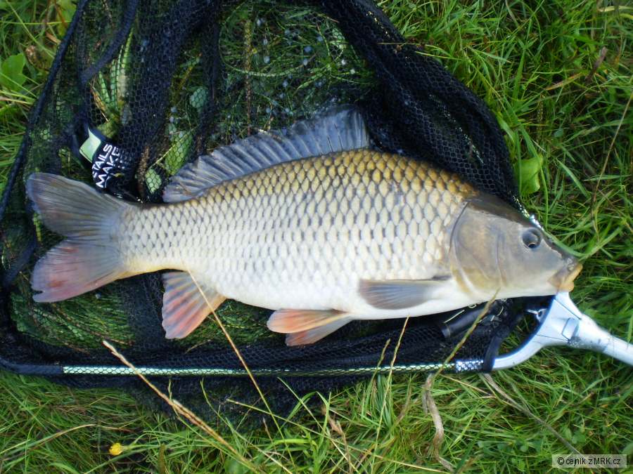 ranní feeder