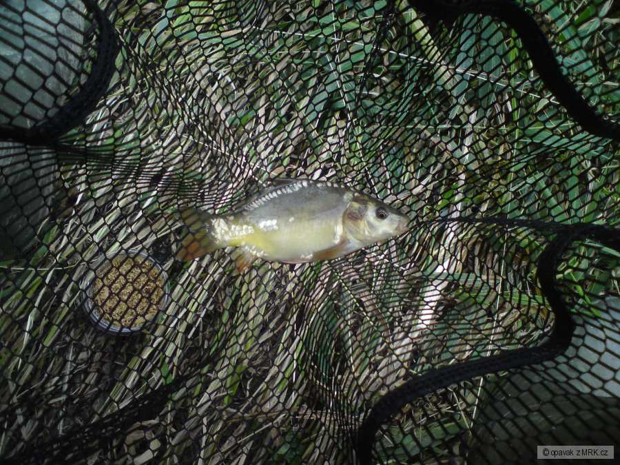 karp