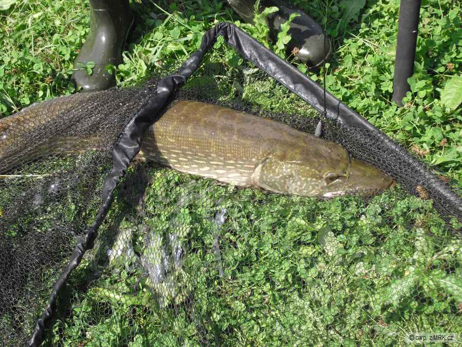 Štuka 110 cm