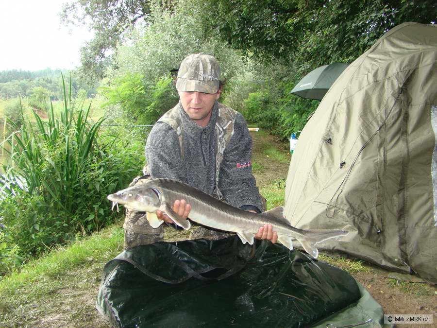 Jeseter 98cm