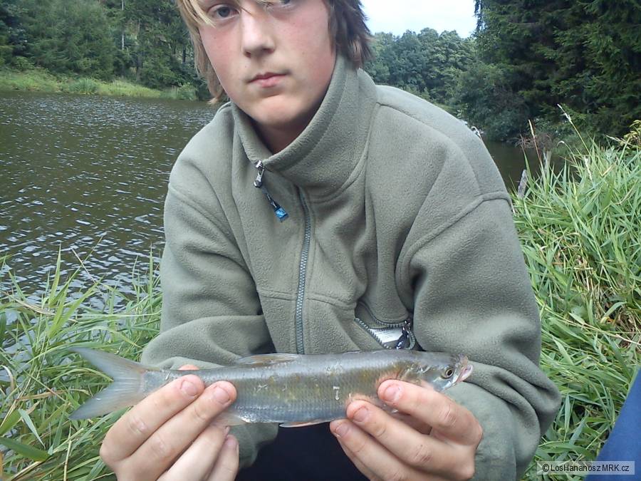 Bolen Dravý 28cm