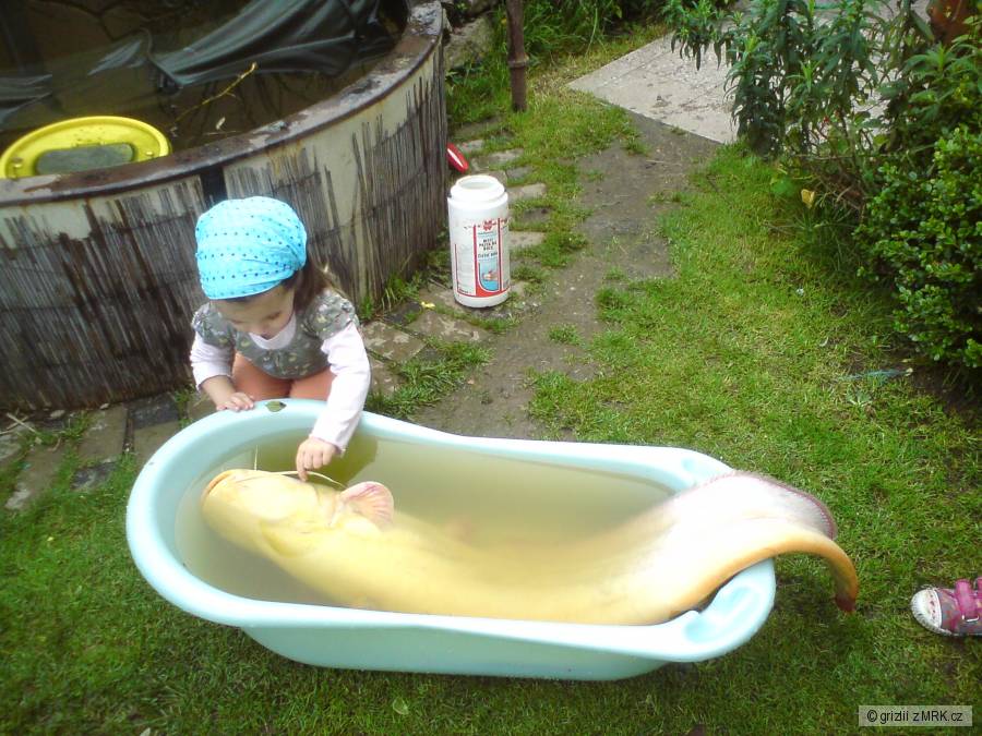 zlatá rybka (vrácen vodě)