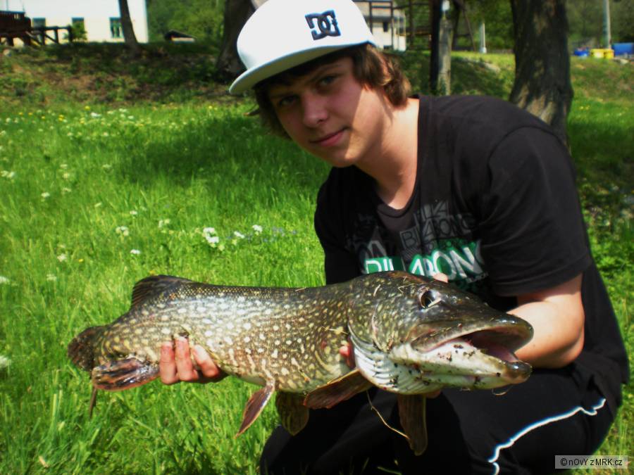 Štika 84,5cm