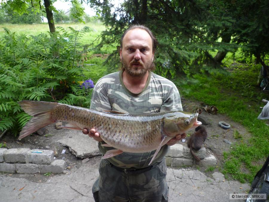 Amur 79cm