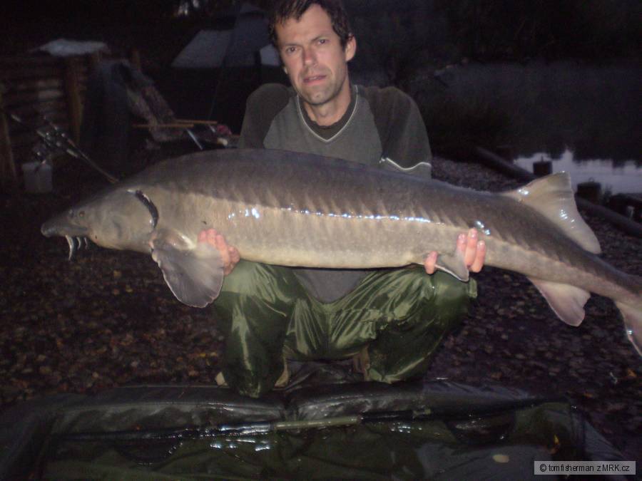 jeseter 143 cm, 19 kg