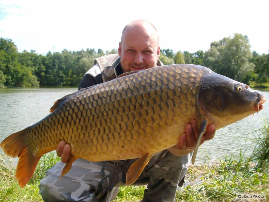 carp
