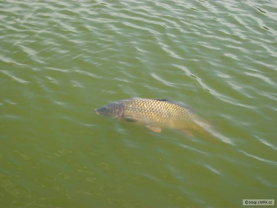 carp