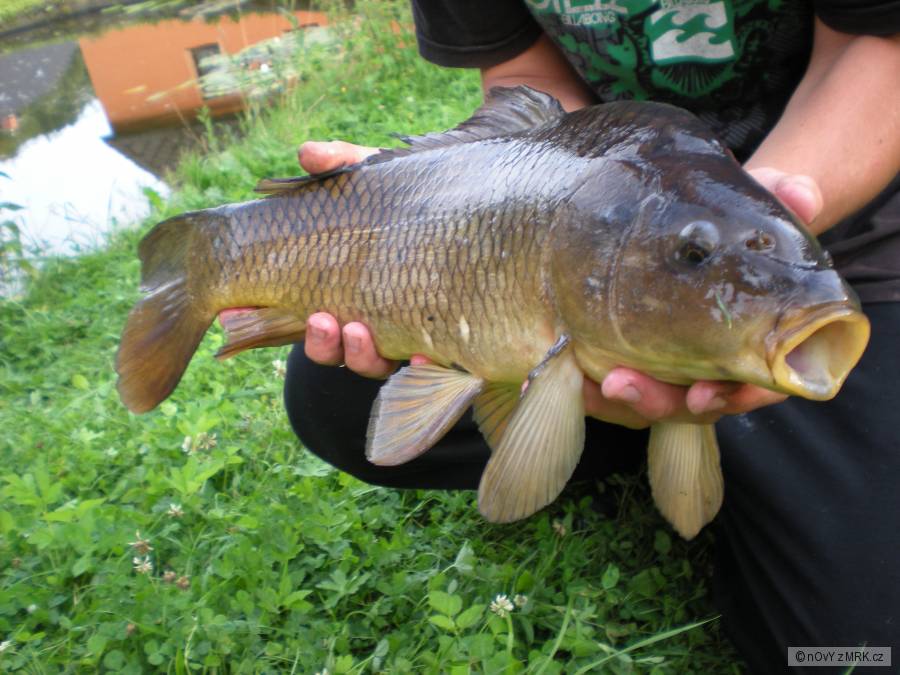 kapřík
