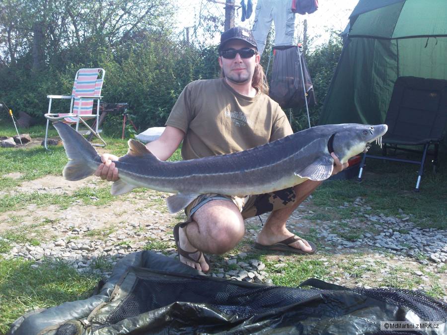 Jeseter 131cm,15kg