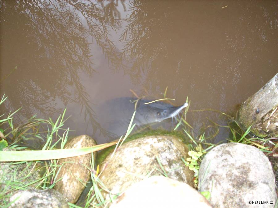 Jeseteří idylka