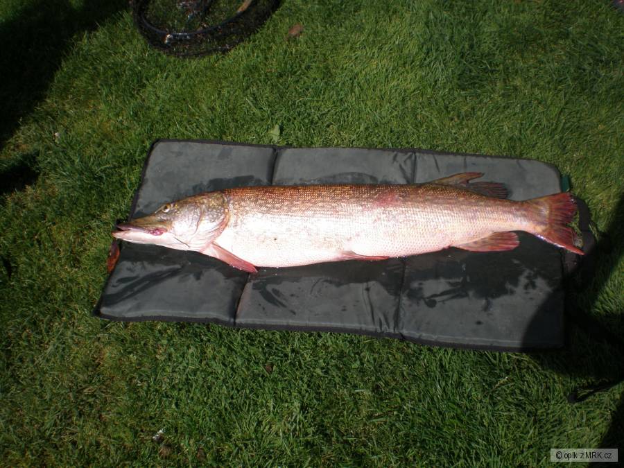 štika 115cm - 9,5kg