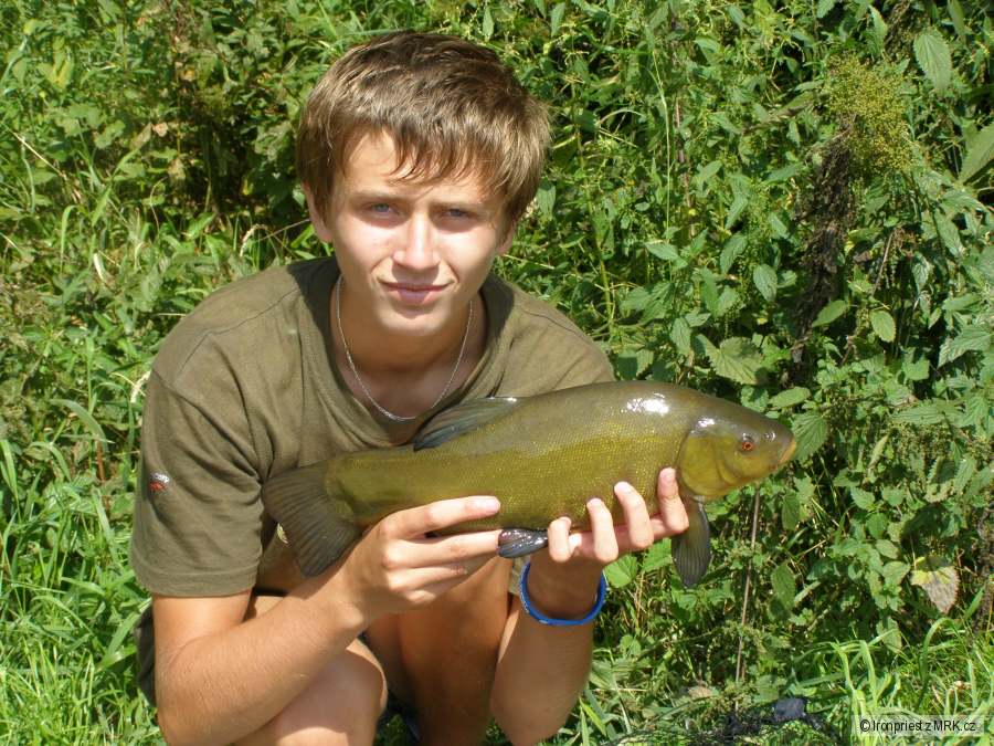 Lín obecný 44 cm krásná ryba
