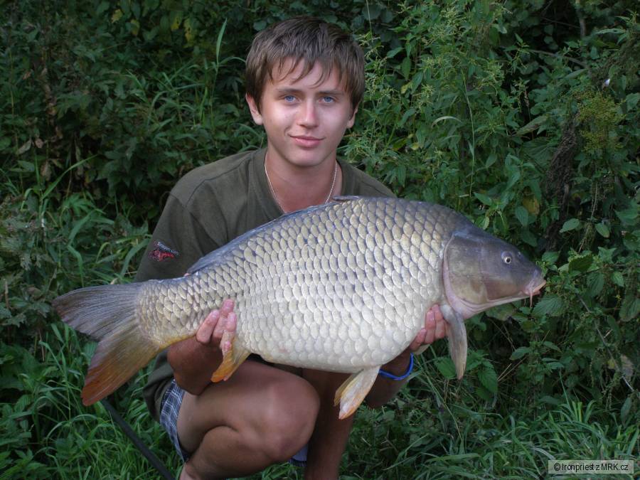 Kapr obecný 85 cm