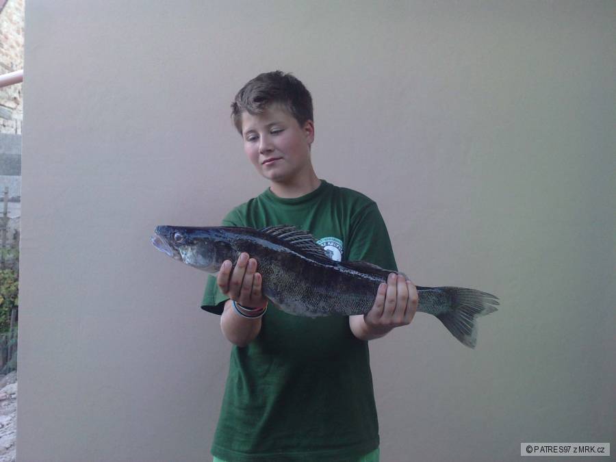 zubáč 64cm :)
