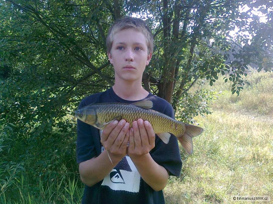 Amur bílý 41,5cm
