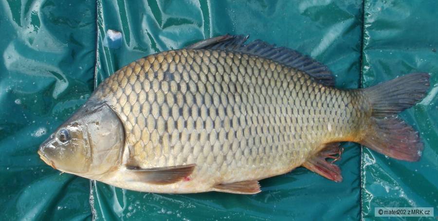 Kapřík 46 cm